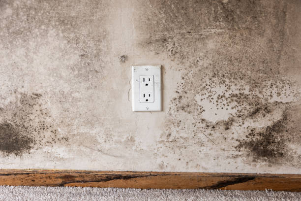 Mold Remediation for Vacation Homes in Brogden, NC